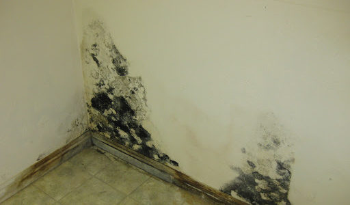 Mold Inspection