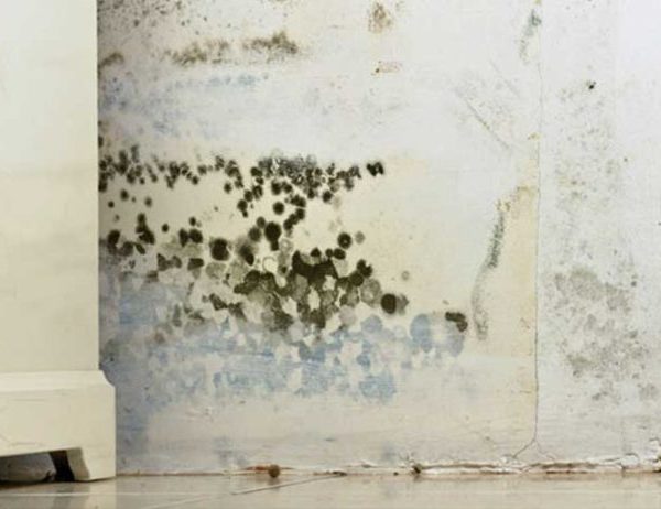 residential mold - Services